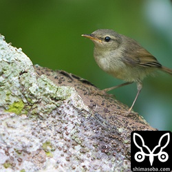 こちらも上のハシナガウグイスと同じ兄弟。