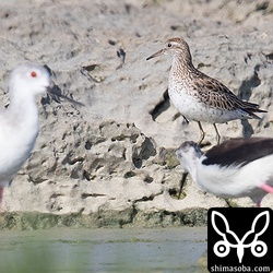 ウズラシギも1羽いました。