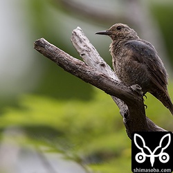 イソヒヨドリも巣立ちビナがあちこちにいます。