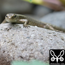 オガサワラトカゲは北港周辺に集中していた。