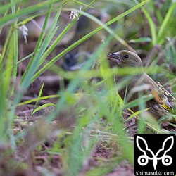 出合えると思っていなかったオガサワラカワラヒワは2羽いました。