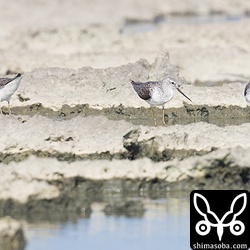 コアオアシシギは10羽ぐらい。