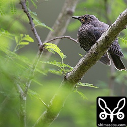 母島同様、父島でもイソヒヨドリやメジロ、ハシナガウグイスなど巣立ちビナが沢山。