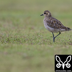 上のツバメチドリと同じグラウンドにムナグロも数羽いました。