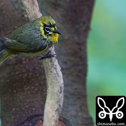 水浴び後のメグロ。