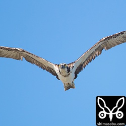 こちらにグングン向かってくるミサゴもバッチリピントが来ています。これもロクヨンに2倍のエクステンダでF8にてオートフォーカスです。EOS-1D X Mark II いい感じ。