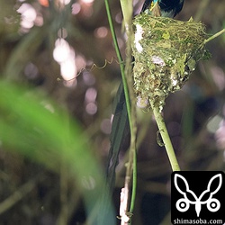 サンコウチョウのオスが大きなジョロウグモを持ってきました。ヒナたちは、こんな大きな餌も食えるようになっています。