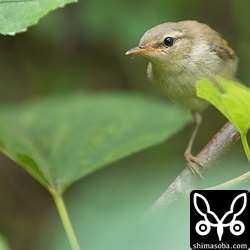 ハシナガウグイスは数羽のヒナを連れていました。