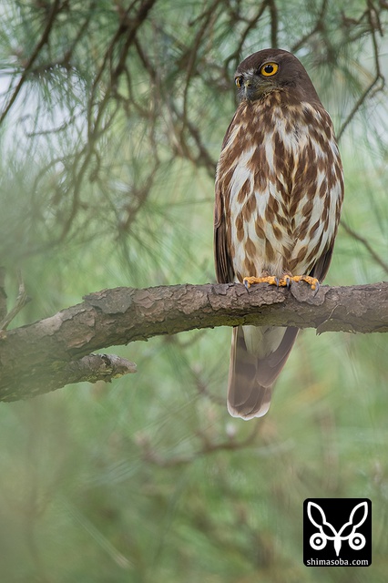 リュウキュウアオバズク