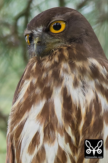 リュウキュウアオバズク