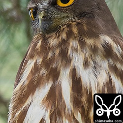 立った姿勢の手持ちでもブレないロクヨンと1D X Mark II の組み合わせ。シャッタースピードは1/200です。ロクヨンの手ぶれ補正も効いてるのですが、それと同時に新しくなった 1D X Mark II は 1D X より明らかにミラーショックが抑えられているのでそのことも奏功していると思います。