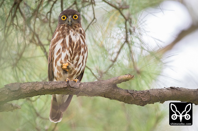 リュウキュウアオバズク