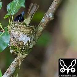 こちらは一生懸命抱卵中。