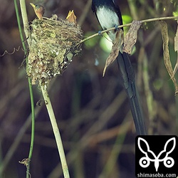オスのサンコウチョウはジョロウグモをよく持ってきました。餌場のオスとメスで違うところを利用しています。