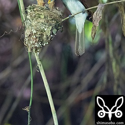 メスのサンコウチョウが持ってくる獲物はガばかりでした。