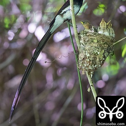巣立ち間近ですが、同じ種類とは思えない親子。
