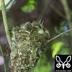 暑くて眠ったり。