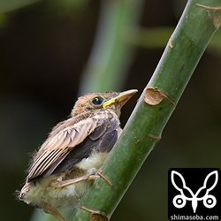 こちらの個体は、自由に飛び回っていました。^^ こう見えてもすでに飛翔能力は備わっていて、低い場所から高い場所へも飛び上れます。
