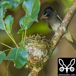 次の獲物はガでした。この辺りのサンコウチョウの主な獲物はこの2種類です。