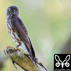 アオバズクがこんな開けた場所に。天敵のカラスが少ないからですかね。