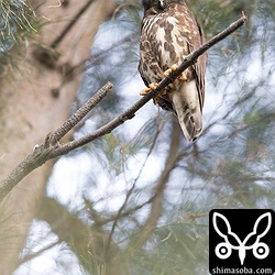 上のアオバズクのペア。抱卵に疲れたのかボロボロ。^^;