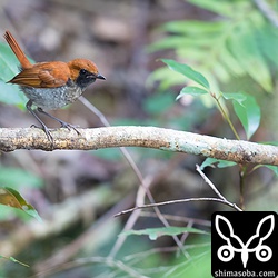 オスの今年生まれ幼鳥。幼鳥は警戒心が薄くどんどん近づいてきます。