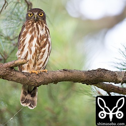 こちらのアオバズクも人は大丈夫。