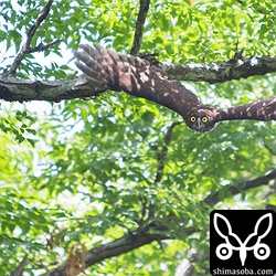 こんな感じで襲撃してきます。