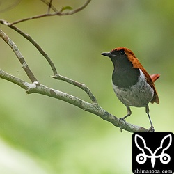 今日は、地面付近だけじゃなく枝止まりもよく見られました。