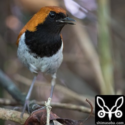 今日のホントウアカヒゲはオスばかり。メスはどこへ?