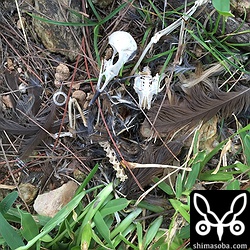 上のペアのねぐら下に落ちていた残骸。アカハラでしょうか?