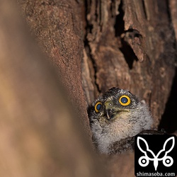 一番大きく育っているヒナ。巣立ちまで、あと数日はかかりそうですね。