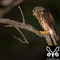 上と同じ個体。コノハズクと違い、アオバズクはオスとメスでかなり体格差があります。