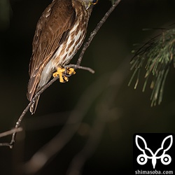 こちらはメスのアオバズク。オスより一回り大きい感じ。やはり、巣の中を興味深そうに覗き込んでいます。