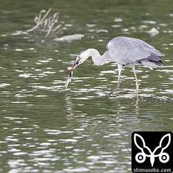 アオサギはボラを見事に仕留めていました。