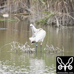 こちらはS80の足環がついたクロツラヘラサギ。背中に装着されているのはGPSロガーと思われます。