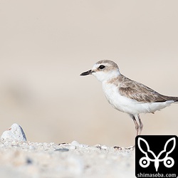 カメラのシャッター音に反応して少し首を伸ばすシロチドリ。