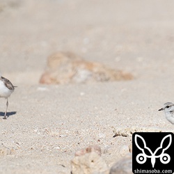 親鳥とツーショット。