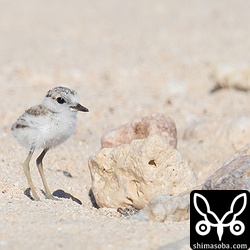とても小さなシロチドリのヒナ。孵化後数日経っていると思われます。砂浜を走ったりもしていました。