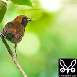 こちらは成鳥オス。子育ても終わり換羽中でボロボロ。