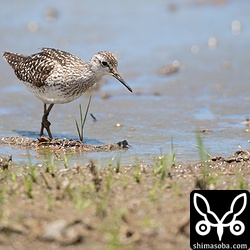 帰りに喜如嘉に寄ってみました。タカブシギやクサシギ、コチドリなどが少しだけ入っていました。