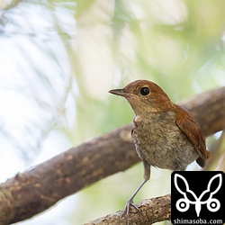こちらも若いホントウアカヒゲ。