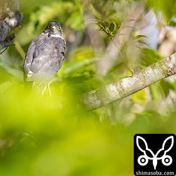 ツミのメス。警戒心が強くて豆粒。