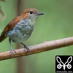 今年生まれのホントウアカヒゲ。立派に成長しました。