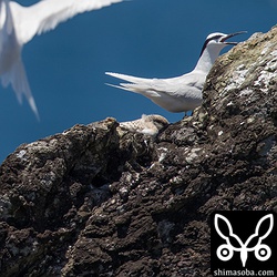 こちらの顔だけ見えるヒナはかなり成長しています。エリグロアジサシの巣立ちは孵化後28日ほどなので3週間以上はたっていますね。