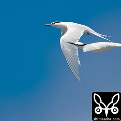 フラッグ付きのエリグロアジサシばかりを撮ってみました。