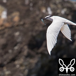 餌を運ぶエリグロアジサシ。