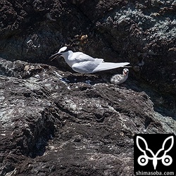 まだ抱卵もしていたので孵化2日目ぐらいのヒナでしょうか。