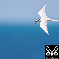 獲物の小魚を運ぶエリグロアジサシ。青いフラッグが尻の辺りに見えます。シルバーの足環もしていたのですが記号までは読めず…。