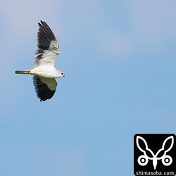 カタグロトビのメス。